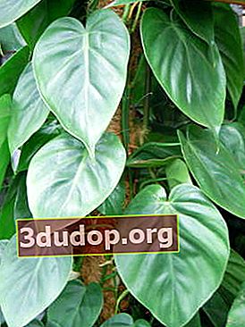 Ivy philodendron (Philodendron hederaceum)