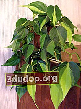 Philodendron ivy, 품종 브라질