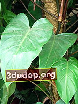 필로 덴 드론 블러 싱 (Philodendron erubescens)
