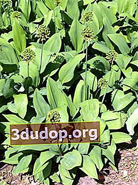승리 양파 (Allium victorialis)