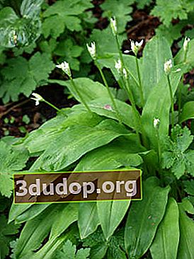 Oignon d'ours (Allium ursinum)