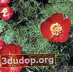 Peony berdaun tipis (Paeonia tenuifolia)
