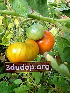 Cara mempercepat pematangan tomat