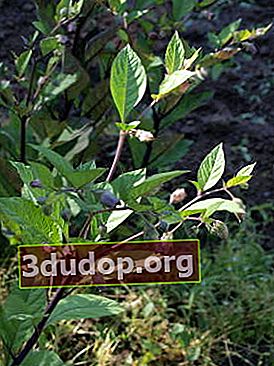 Belladone commune (Atropa beladonna)