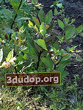 Belladonna comună (Atropa beladonna)
