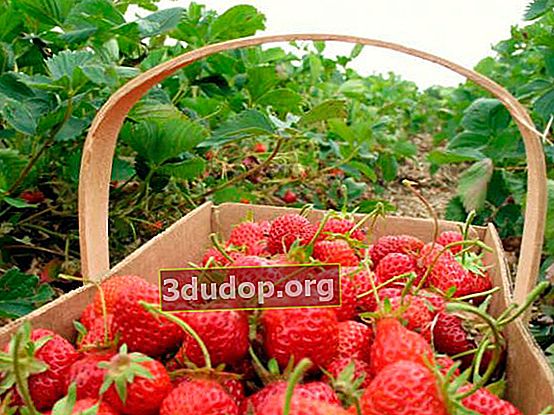 Kebun favorit kami adalah kebun strawberry berbuah besar