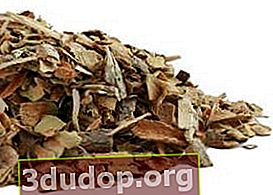Viburnum vulgaris, kulit kayu