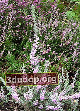 Common Heather Silver Knigt