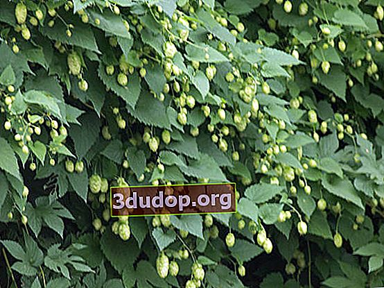 Houblon commun (Humulus lupulus)