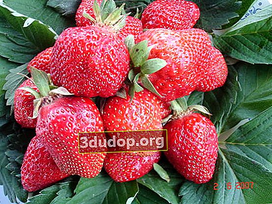 Kebun strawberry Lambada