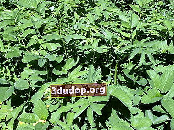 Burnet medicinal (Sanguisorba officinalis)