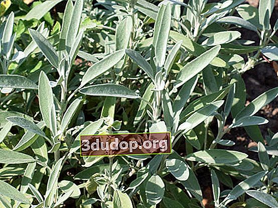 Sauge officinale (Salvia officinalis)