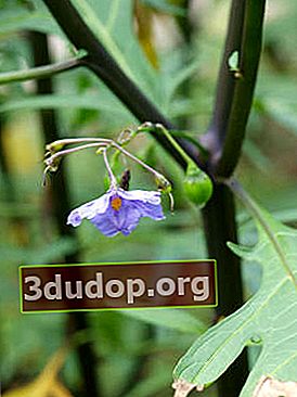 Lobular nightshade (Solanum laciniatum)