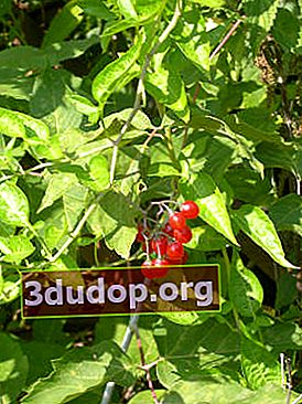 Morelle douce-amère (Solanum dulcamara)