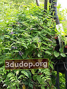 Bittersöt nattskugga (Solanum dulcamara)