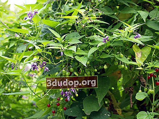 Nightshade pahit (Solanum dulcamara)