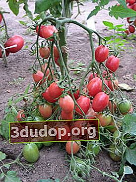 Rama-rama Tomato