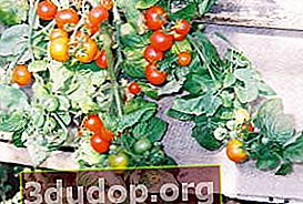 Varieti tomato balkoni