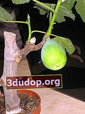 Fig, ou ficus carica (Ficus carica)
