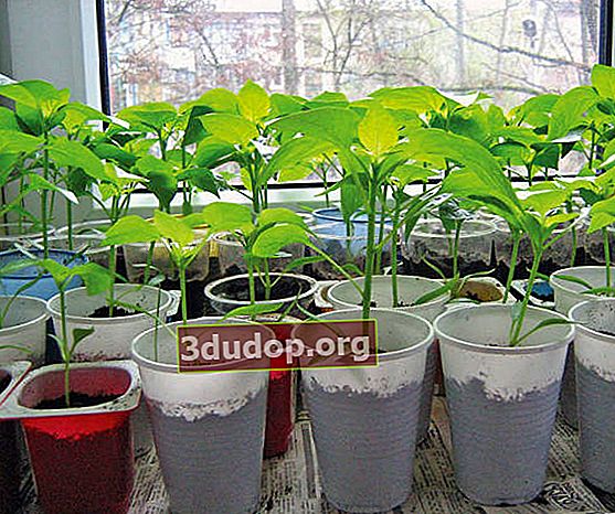 Peppar: plantor på fönsterbrädan