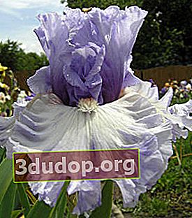 Iris Adoregon (TB) - dua ton mundur, semi-mengepul, bergelombang berat
