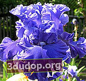 Klasifikasi taman iris
