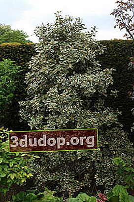 Holly (Ilex aquifolium), forme panachée