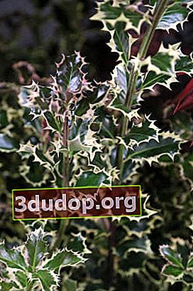 홀리 (Ilex aquifolium) Argenteo-Variegata