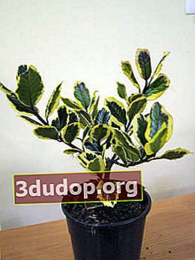 Houx (Ilex aquifolium) Roi d'or