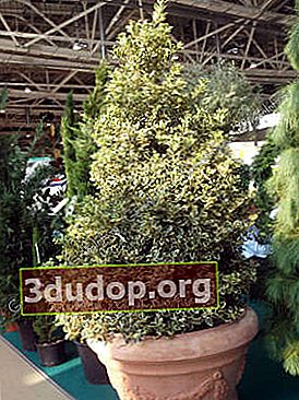 Houx (Ilex aquifolium) Aureomarginata