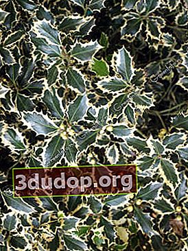 ホリー（Ilex aquifolium）Aureomarginata
