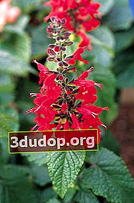Salvia rouge vif (Lady in Red). Photo: Benary