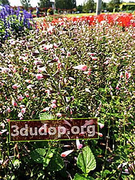 Salvia coccinea Permata Merah Muda