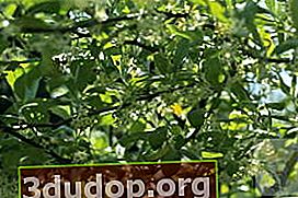 Akigumi, atau pengisap payung (Elaeagnus umbellata)