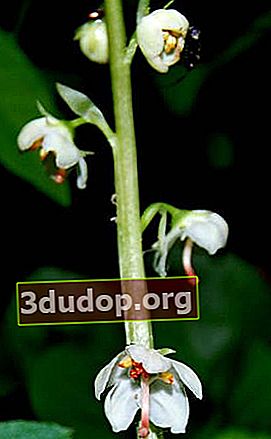 ฤดูหนาวใบกลม (Pyrola rotundifolia)