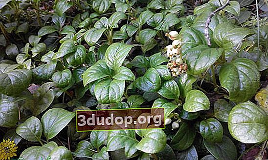 Gaulthérie à feuilles rondes (Pyrola rotundifolia)
