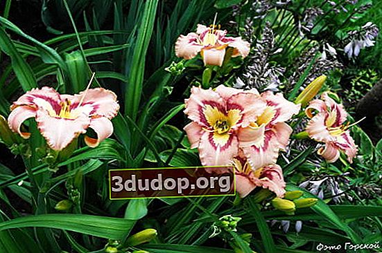 Applique Asia hibrid Daylily