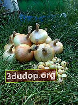 Lorsqu'elle est cultivée à partir de semis, la variété Stuttgarter Riesen donne les meilleurs résultats - certains bulbes atteignent une masse de 300 g.