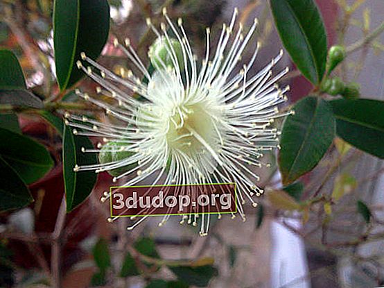 Syzygium paniculata (Syzygium paniculatum)