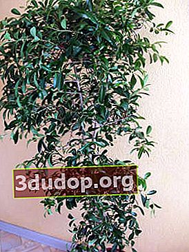 Syzygium paniculata (Syzygium paniculatum)