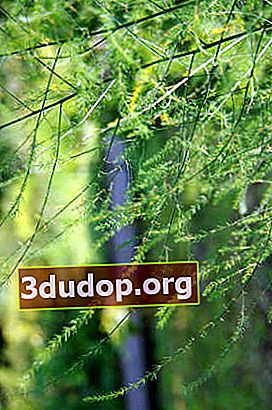 아스파라거스 약용 또는 약국 (Asparagus officinalis)