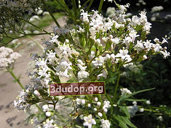 Valeriana officinalis: การเพาะปลูกในฟาร์มและแปลงครัวเรือน
