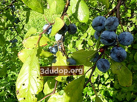 Blackthorn หรือพลัมเต็มไปด้วยหนาม (Prunus spinosa)