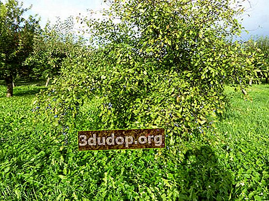 Blackthorn 또는 가시가 많은 자두 (Prunus spinosa)