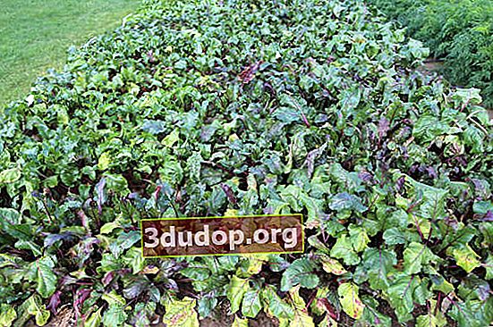 Minge roșie de sfeclă roșie pe câmpurile grădinii de legume NK-RUSskiy