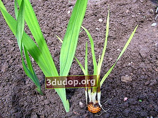 Penyakit kuning (herbaceousness) dari gladiol