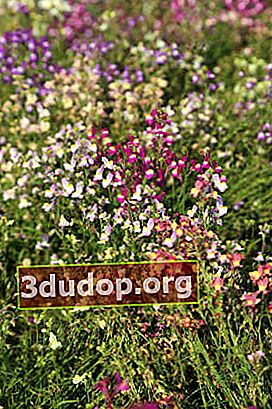 Toadflax (Linaria maroccana) Campuran Kaleidoskop