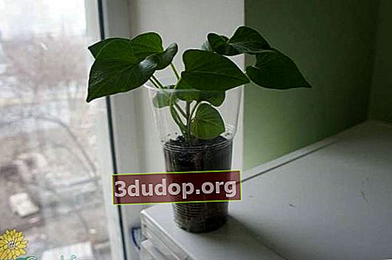 Planta sötpotatis