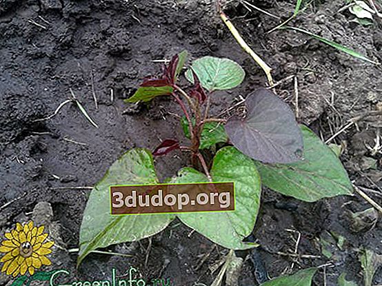 Plantering av sötpotatisplantor i öppen mark