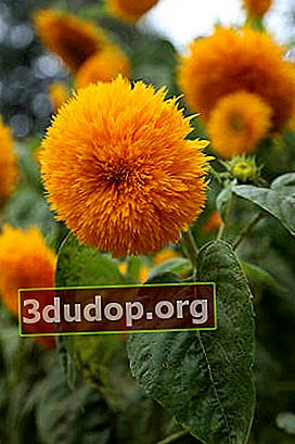 Bunga matahari hias (Giant Sungold)